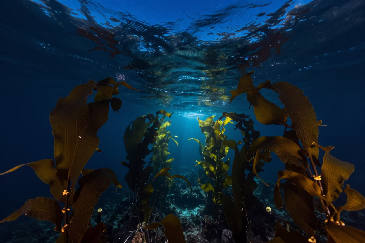 Lighthouse Sweep Over Tanzanian Kelp Forest in above a cold-water reef edge in Tanzania
