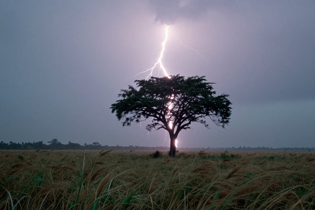 Lightning Striking Lone Tree in Coastal Fog in through low marine fog near Jalingo