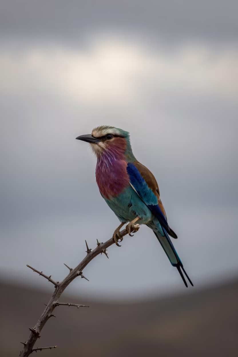 Lilac Breasted Roller On Thorn Branch Greece in on a wind-scoured ridge in Greece