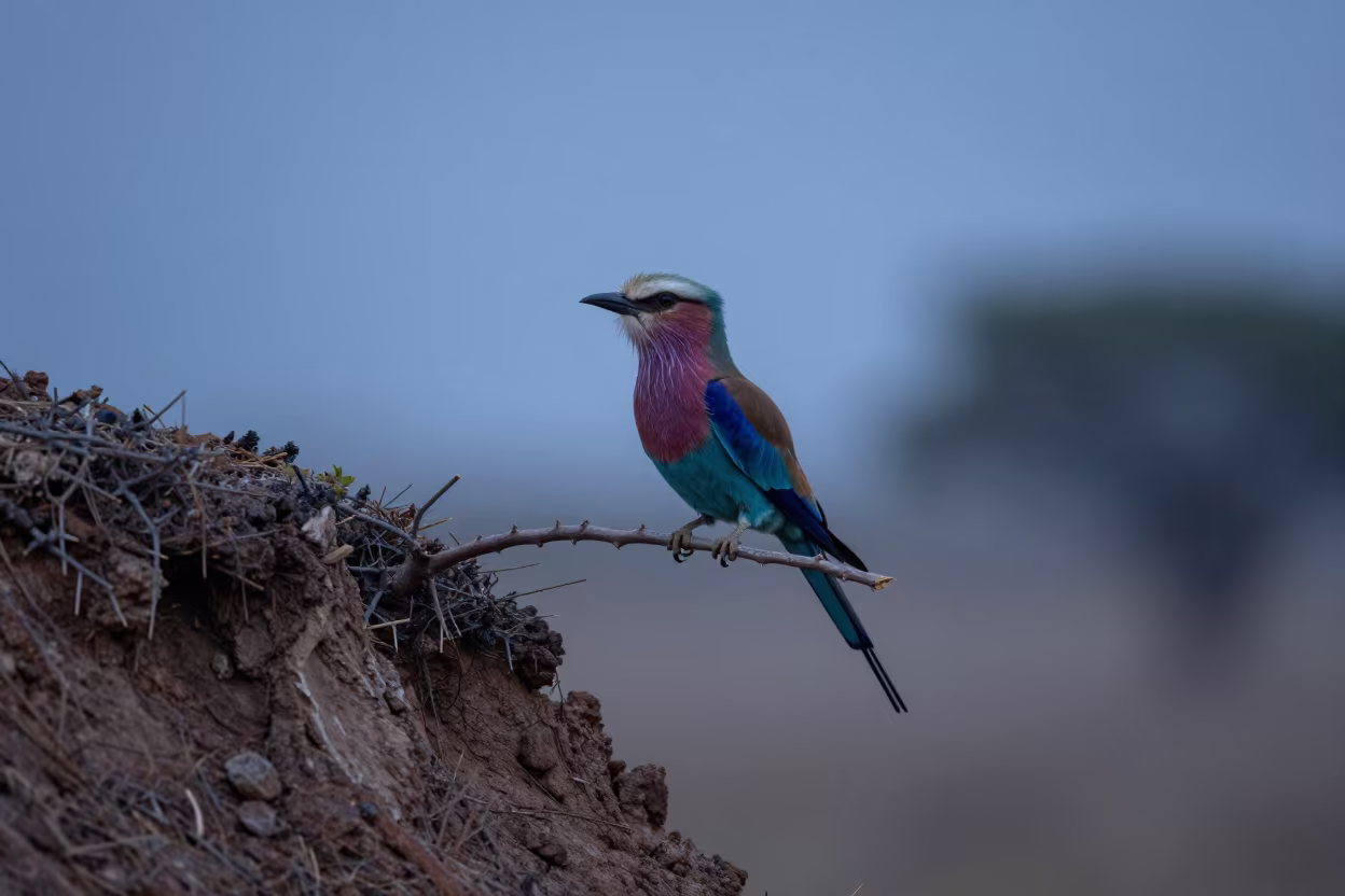 Lilac-breasted Roller on Thorn Branch Twilight in on a wind-scoured ridge near Zapopan