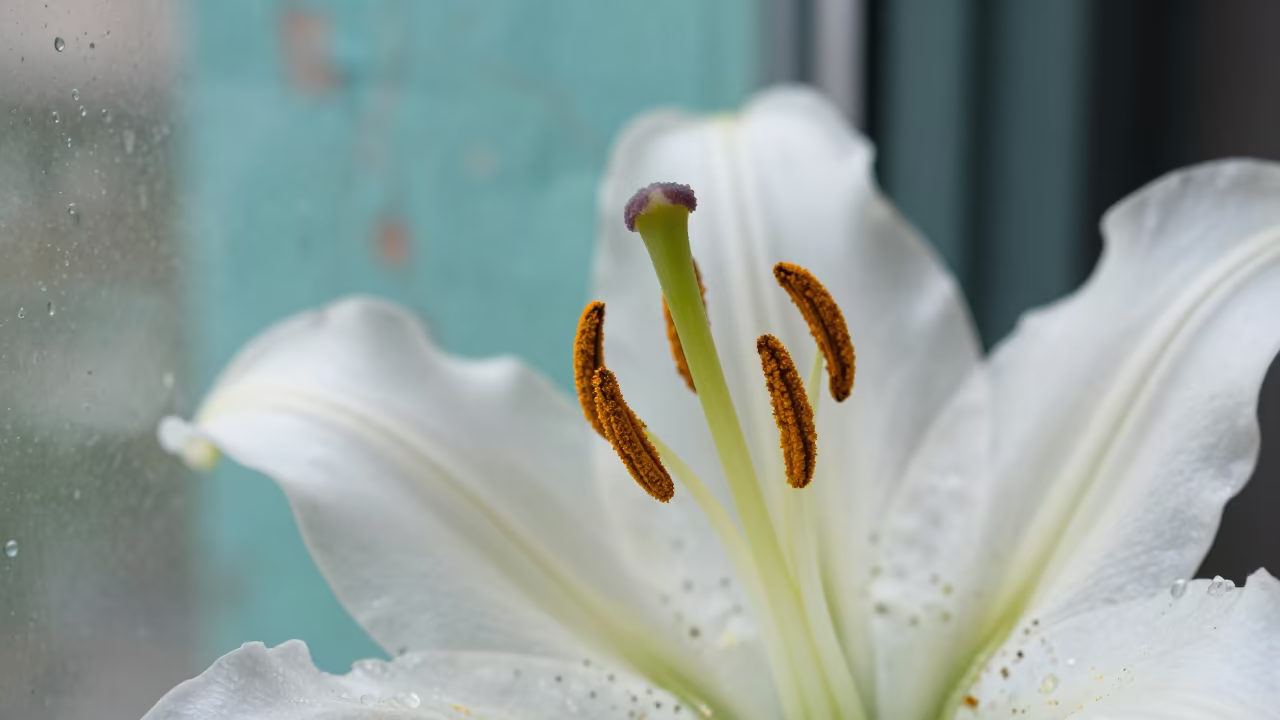 Lily Pollen Dust on Turquoise Paint Kigali in against weathered turquoise paint in Kigali