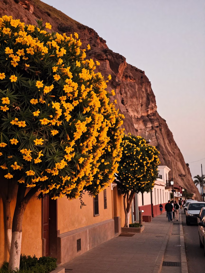 Lima Peru Coastal Cliffside Street Scene with Yellow Oleander Hedges in Copper Dusk Light in in Lima, Peru