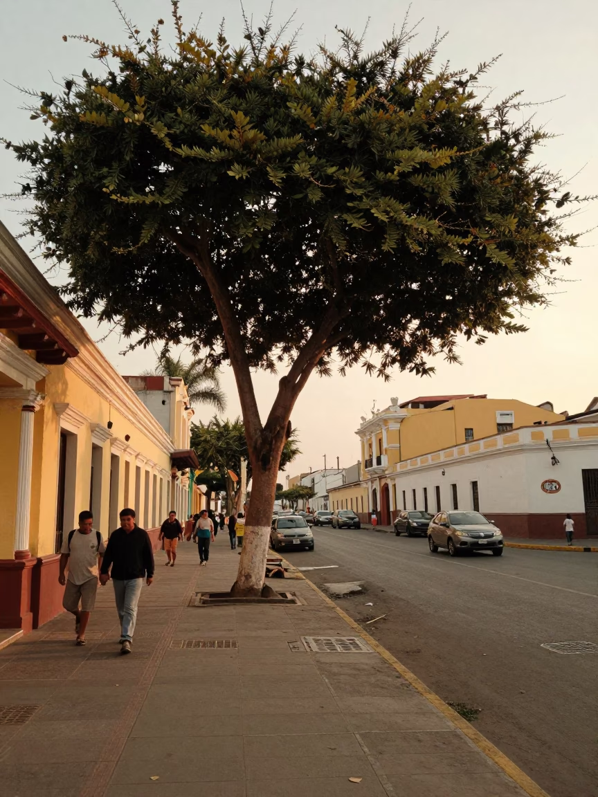 Lima Peru Golden Hour Street Scene with Tree and Local Life in in Lima, Peru