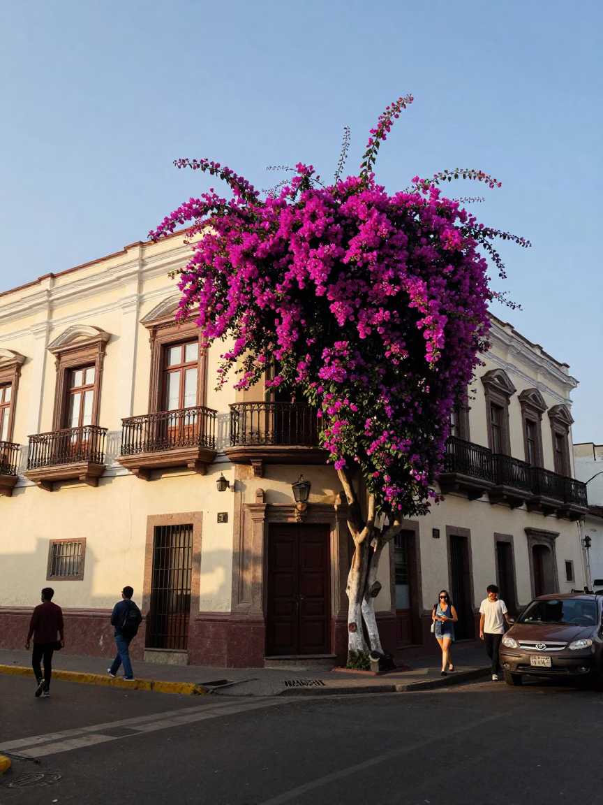 Lima Peru Late Afternoon Street Scene with Bougainvillea and Local Architecture in in Lima, Peru