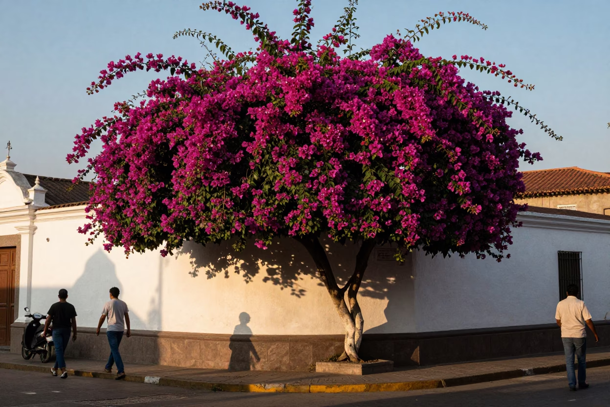 Lima Peru Late Afternoon Street Scene with Bougainvillea and Local Life in in Lima, Peru