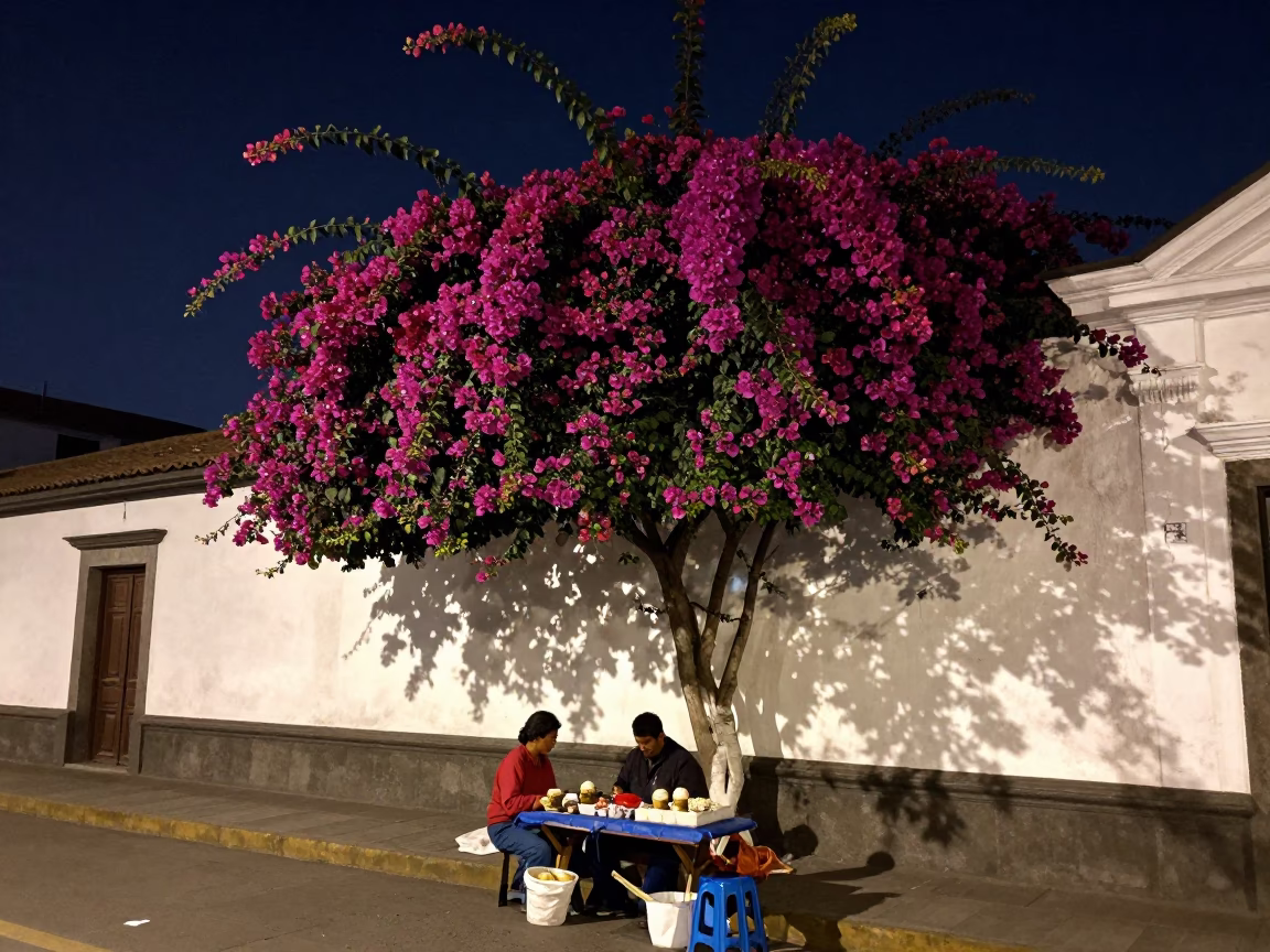 Lima Peru Night Street Scene with Bougainvillea and Local Vendor Stall in in Lima, Peru