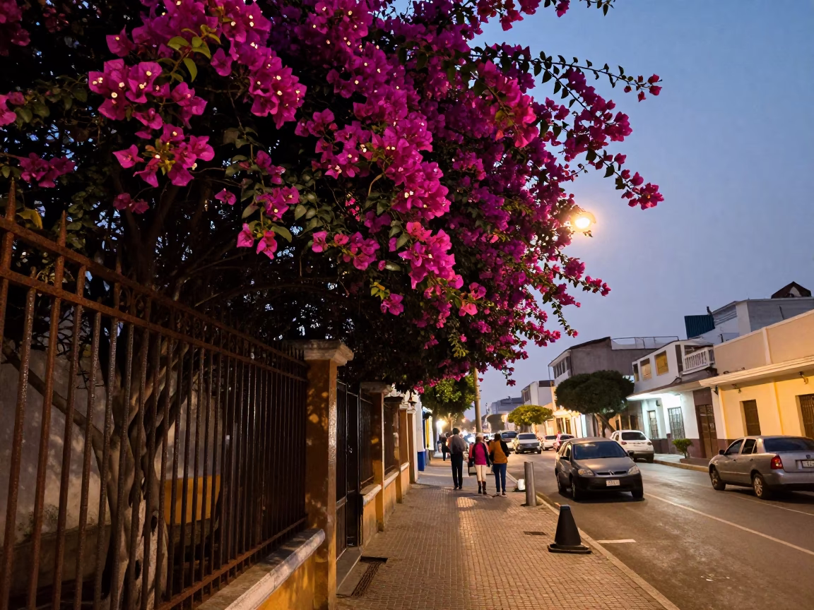 Lima Peru Twilight Street Scene with Bougainvillea and Urban Details in in Lima, Peru