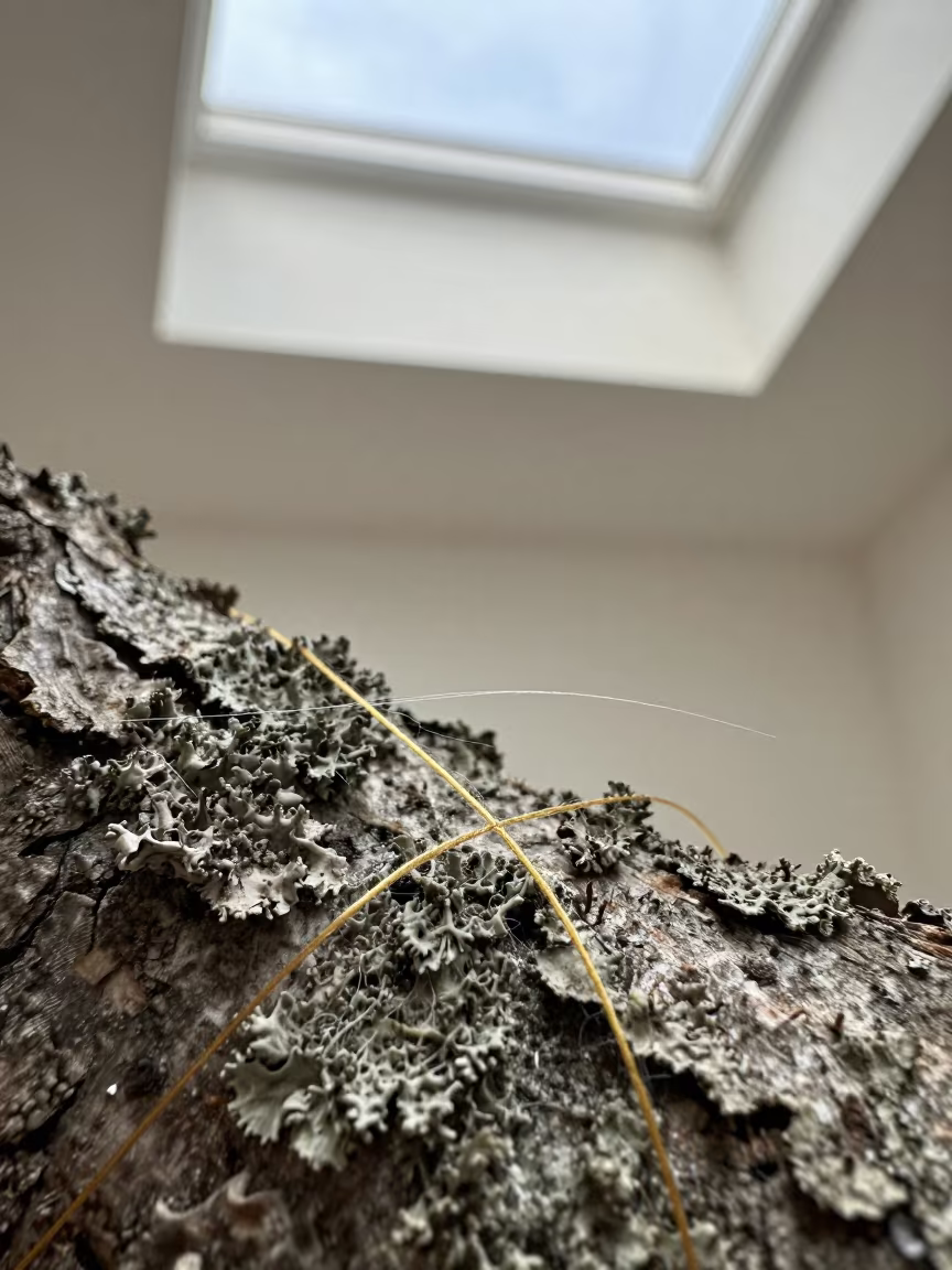 Linen and Gold Thread Macro on Lichen Bark in on lichen-covered bark near Maputo