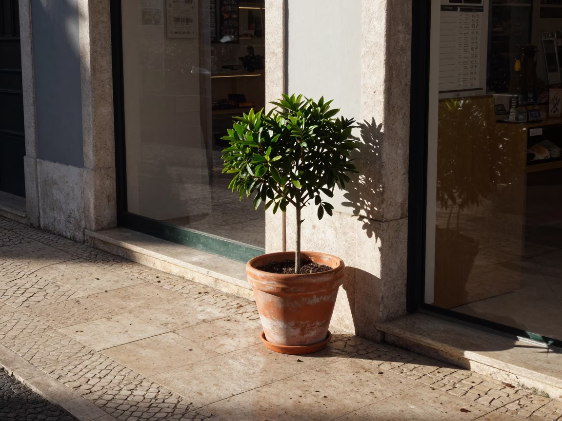 Lisbon Street Corner Late Morning Scene with Houseplant and Violin Case in in Lisbon, Portugal