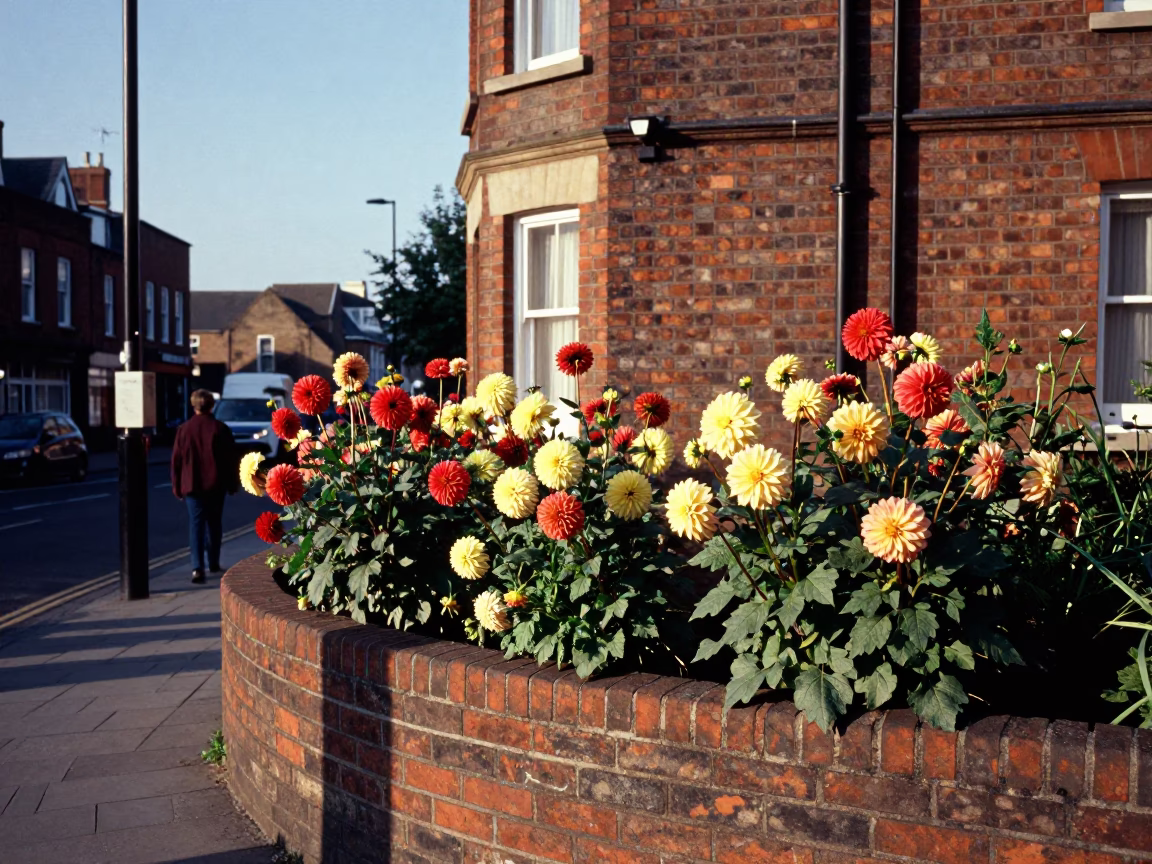 Liverpool street scene with dahlia garden blooms and brick architecture in late afternoon light in in Liverpool, United Kingdom