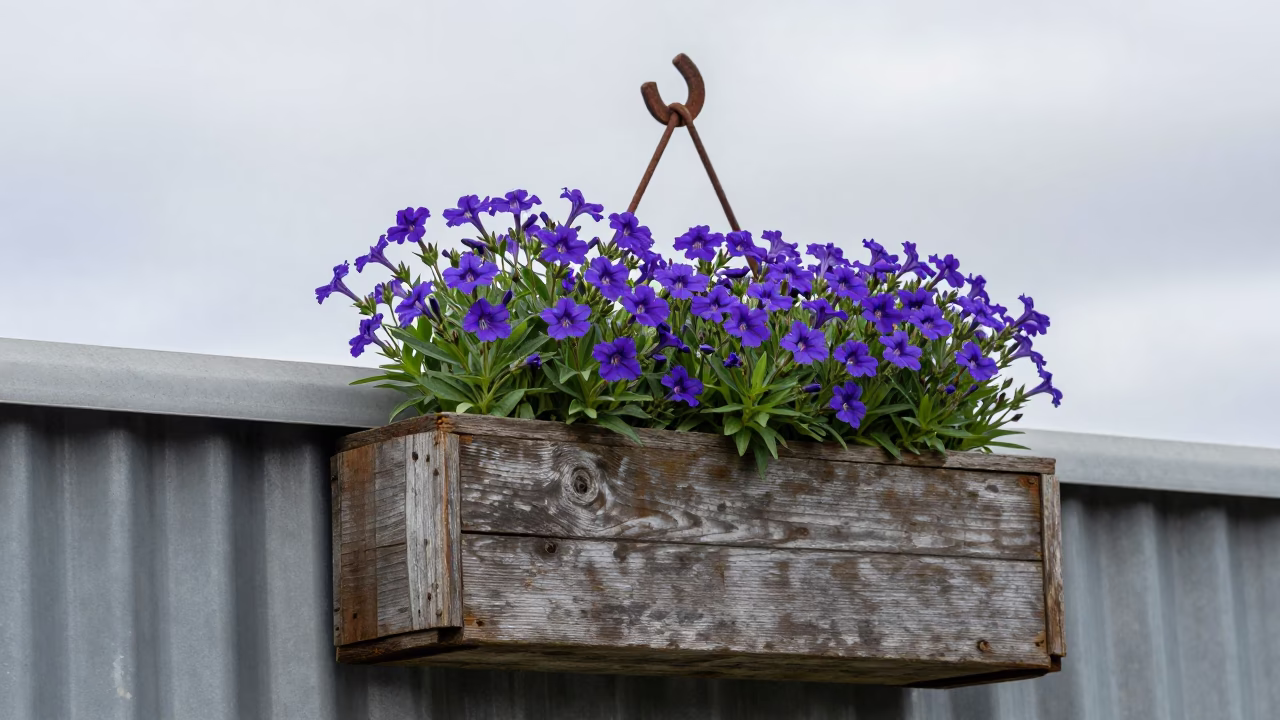 Lobelia Flowers in Auckland in in Auckland, New Zealand