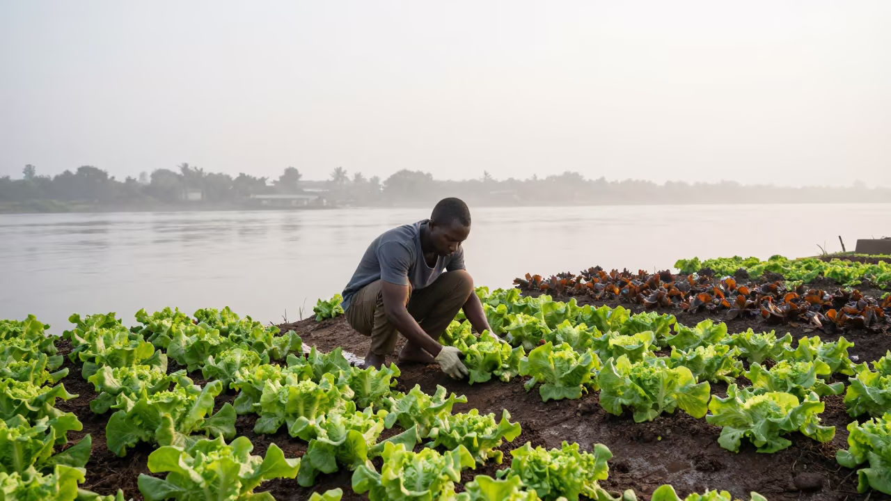 Lome Market Gardener Harvesting Lettuce at Dawn in near a riverside landing in Lome