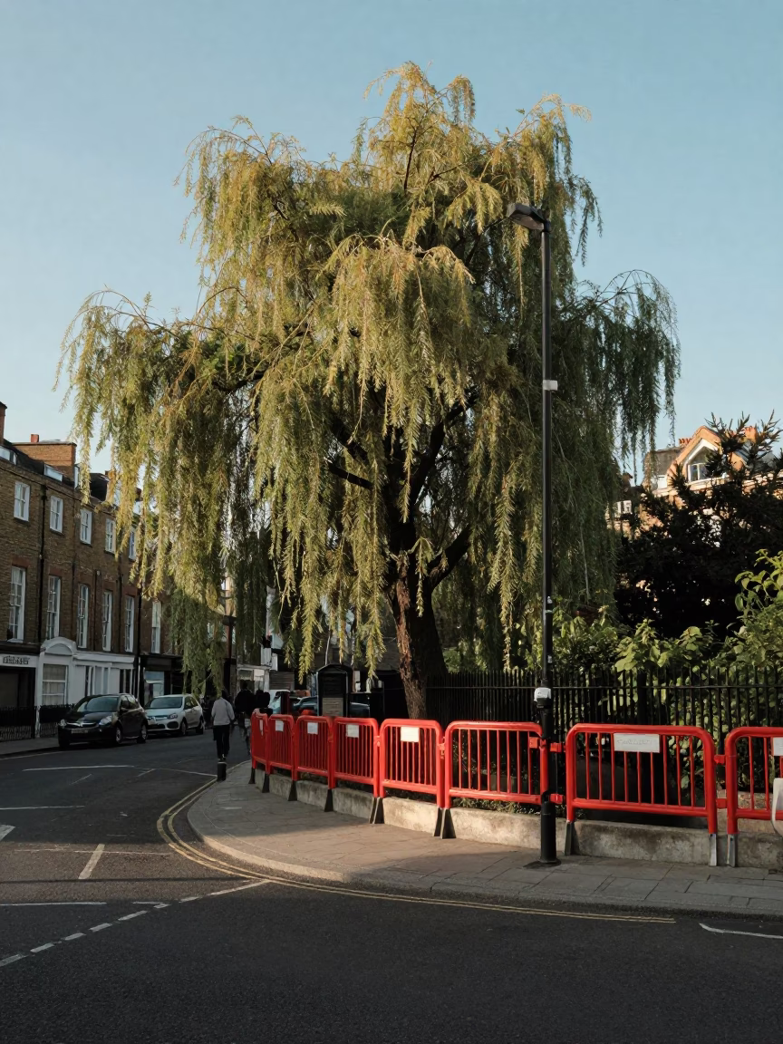 London Late Afternoon Street Scene with Willow Tree and Red Railings in in London, United Kingdom