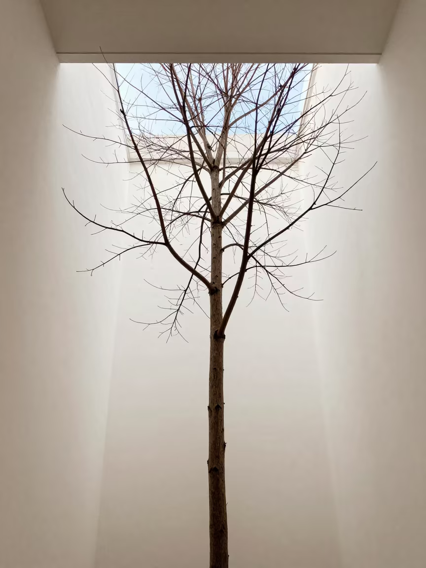 Lone Tree Silhouette on Halifax Skylight in inside a skylit passageway near Halifax