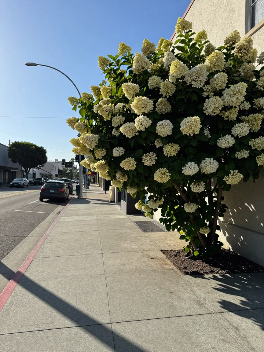 Los Angeles California Early Afternoon Street Scene with Hydrangea Bush and Vintage Vespa in in Los Angeles, California, United States