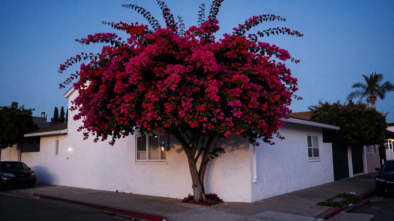 Los Angeles Dawn Street Scene With Bougainvillea Cascade Over White Wall in in Los Angeles, California, United States