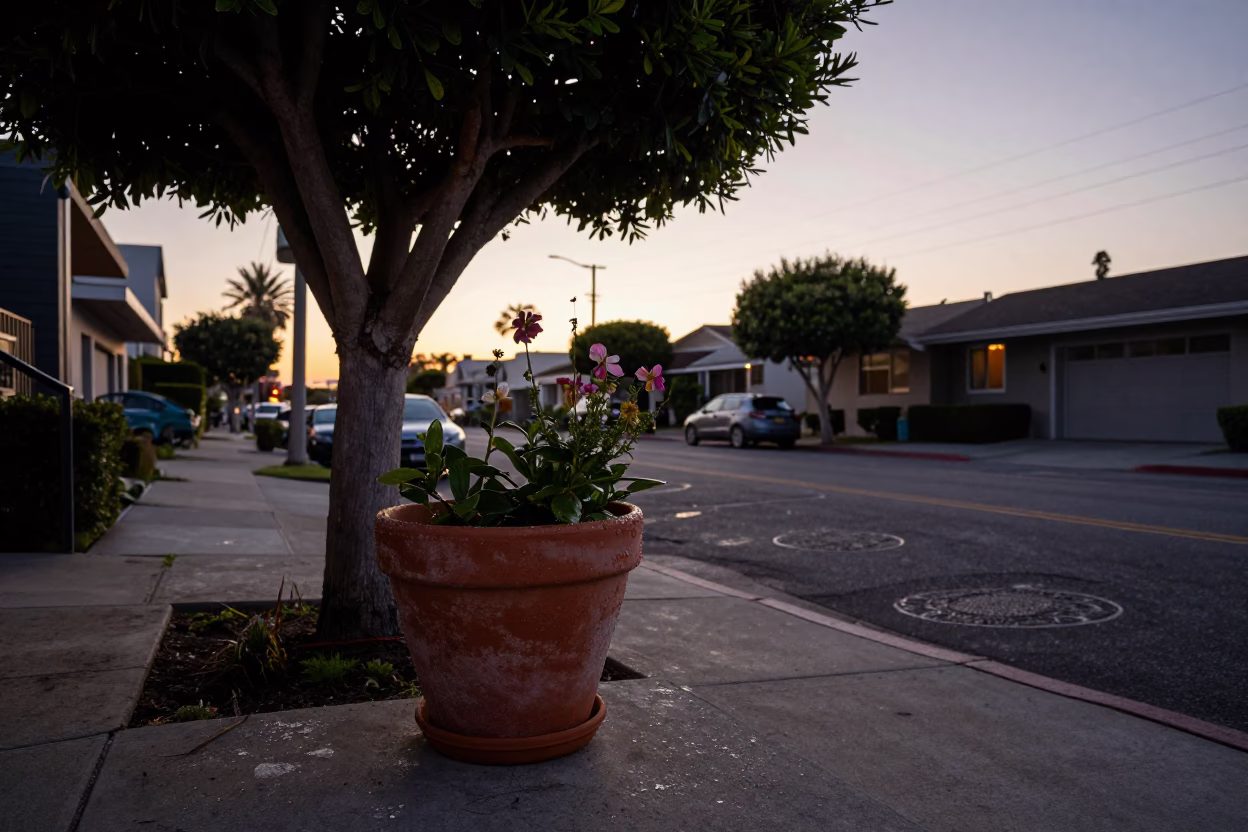 Los Angeles Dawn Street Scene with Fig Tree and Flowerpot in in Los Angeles, California, United States
