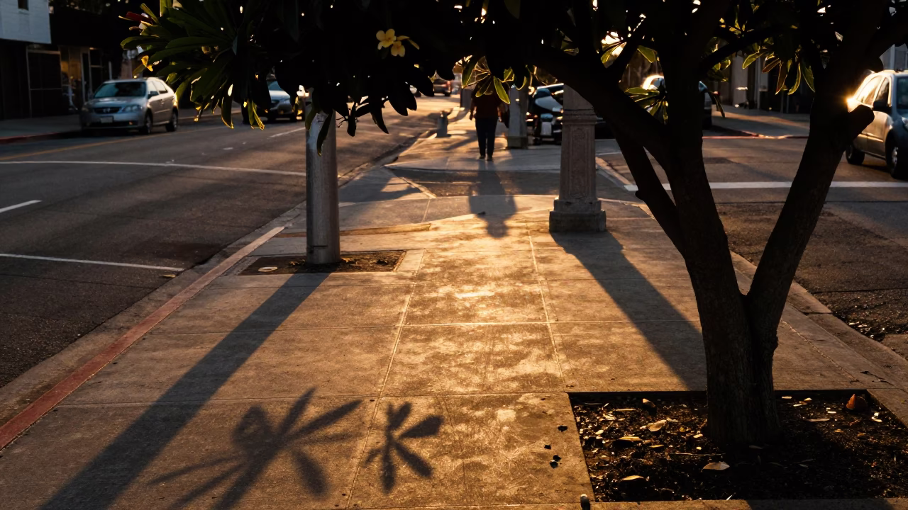 Los Angeles Evening Street Scene with Leaf Shadows and Plumeria Petals in Honeyed Light in in Los Angeles, California, United States