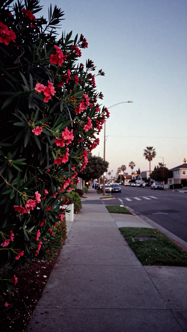 Los Angeles Nautical Dawn Street Scene with Oleander Hedge and Urban Infrastructure in in Los Angeles, California, United States
