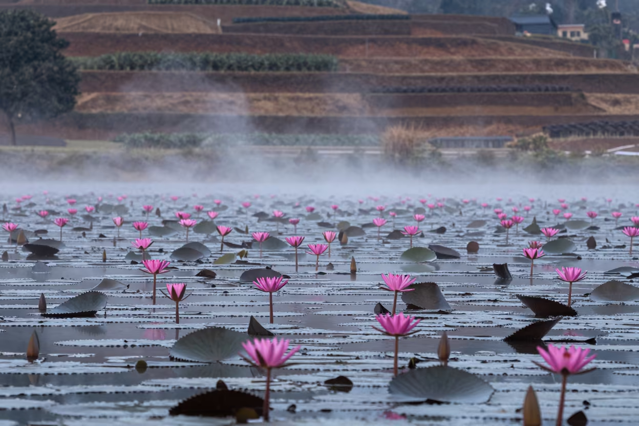 Lotus Flowers in Misty Dawn Light Mzuzu in among terraced garden plots near Mzuzu