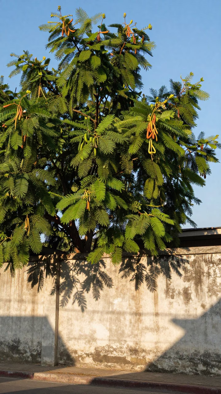 Lush Tamarind Tree Shadows and Coastal Life in Late Afternoon Phuket Thailand in in Phuket, Thailand