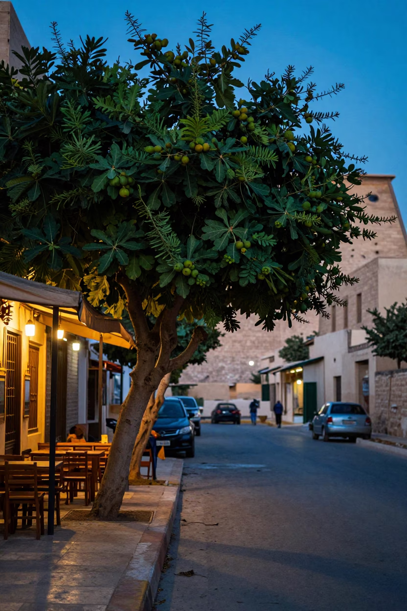 Luxor Egypt Evening Blue Hour Fig Tree Street Scene with Brass Handle and Condensation in in Luxor, Egypt