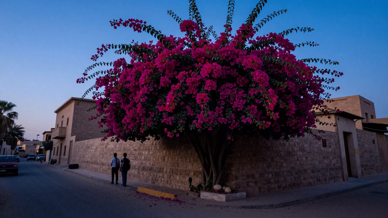 Luxor Egypt Pre-Dawn Street Scene with Bougainvillea and Local Life Before Sunrise in in Luxor, Egypt