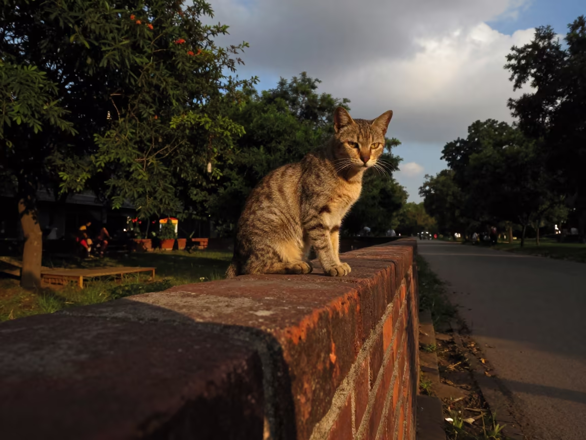 Lykoi Cat on Courtyard Wall in Gurgaon in along a quiet park path with soft open shade and a clean background in Gurgaon
