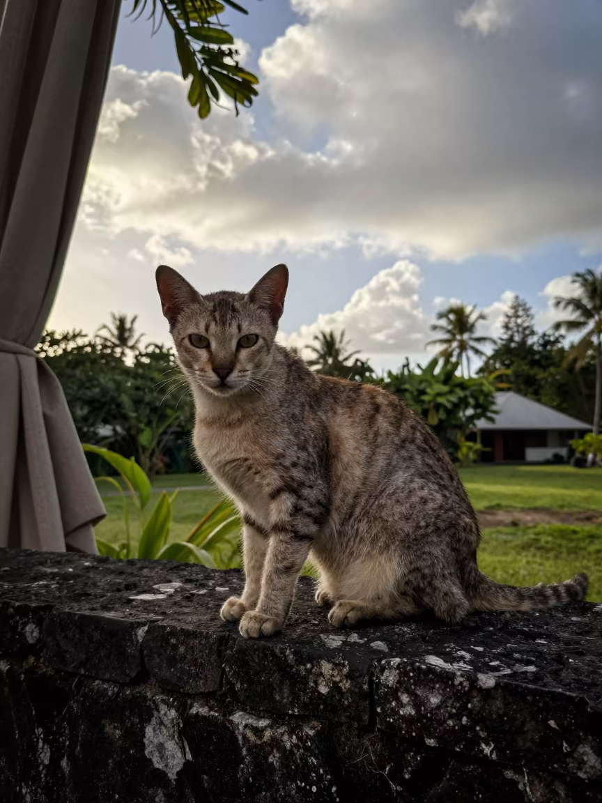 Lykoi Cat on Courtyard Wall Morning Light in near a garden edge with soft morning light and an uncluttered background near Victoria Seychelles
