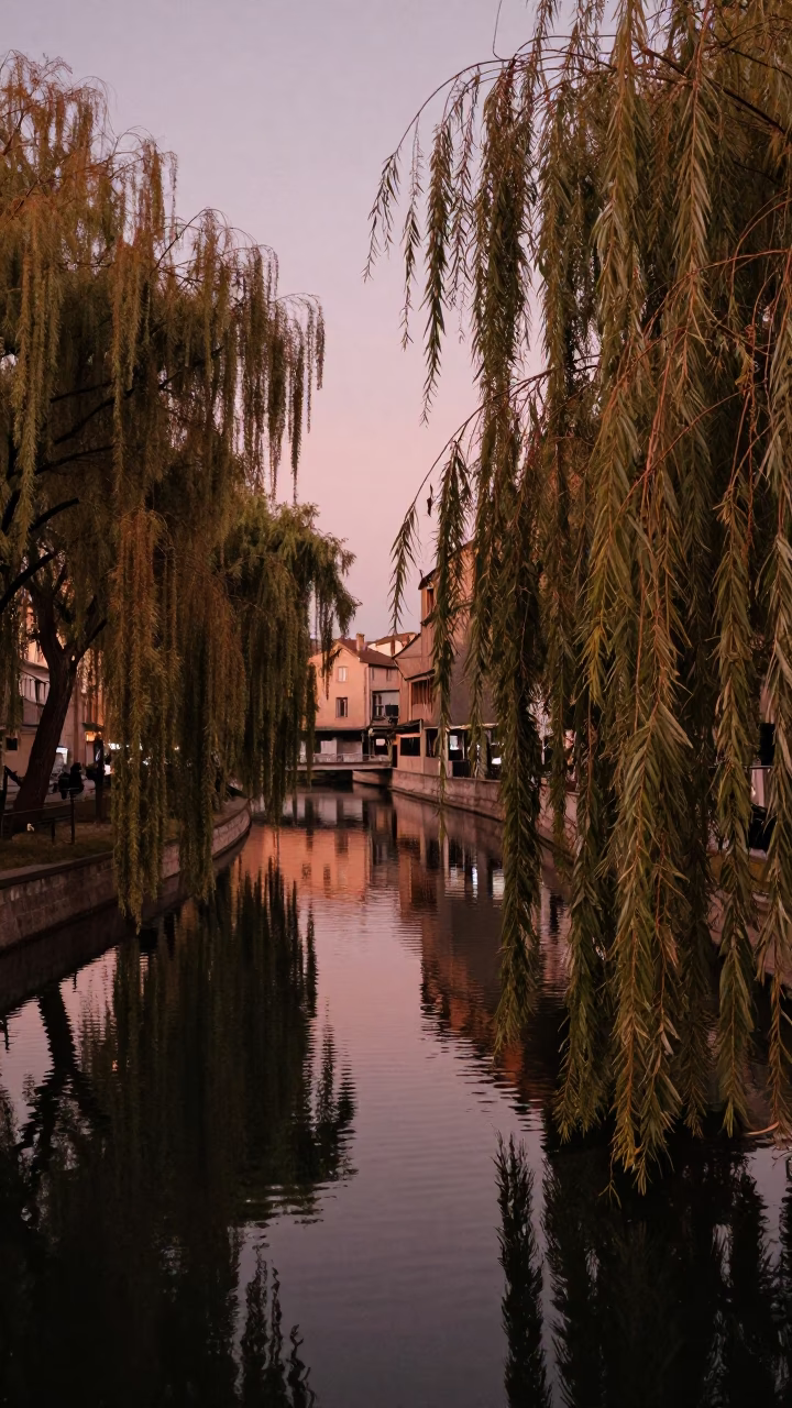 Lyon France Dusk Scene with Willows and Water Reflections in Copper Light in in Lyon, France