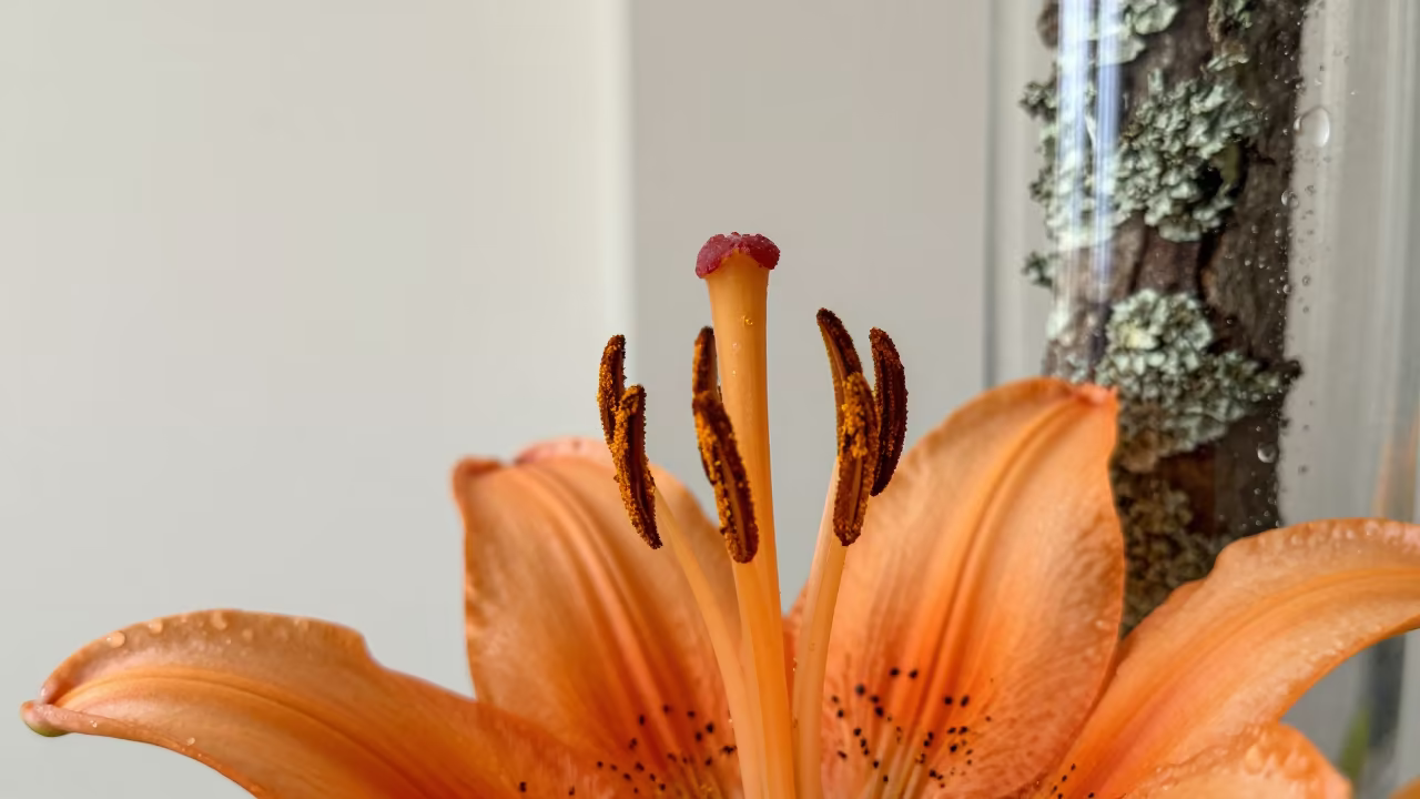 Macro Pollen Grain Lily Stamen Autumn in on lichen-covered bark near Hohhot
