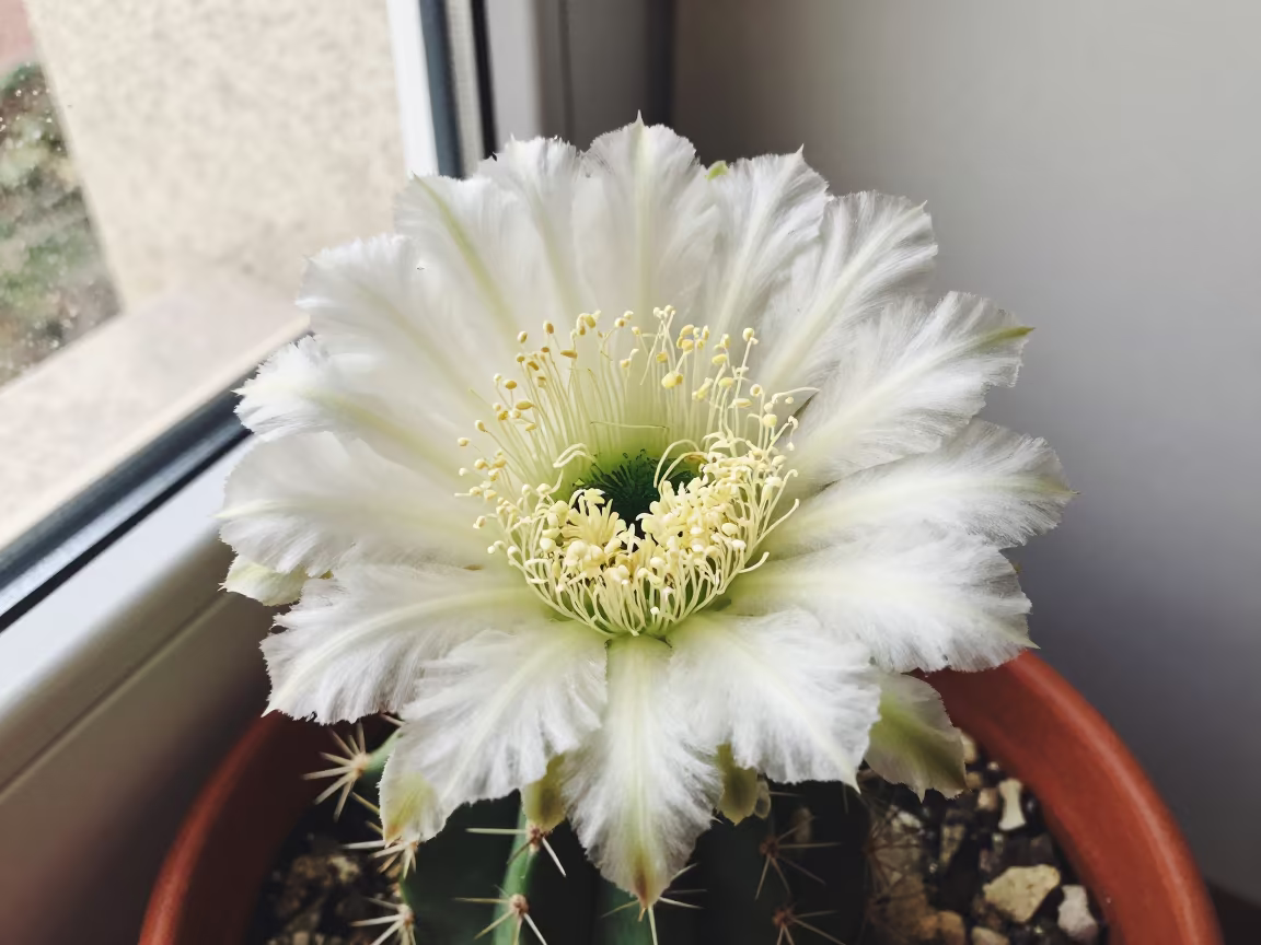 Macro Pollen Rings on Cactus Stamens in along a frost-edged windowpane near Mansoura