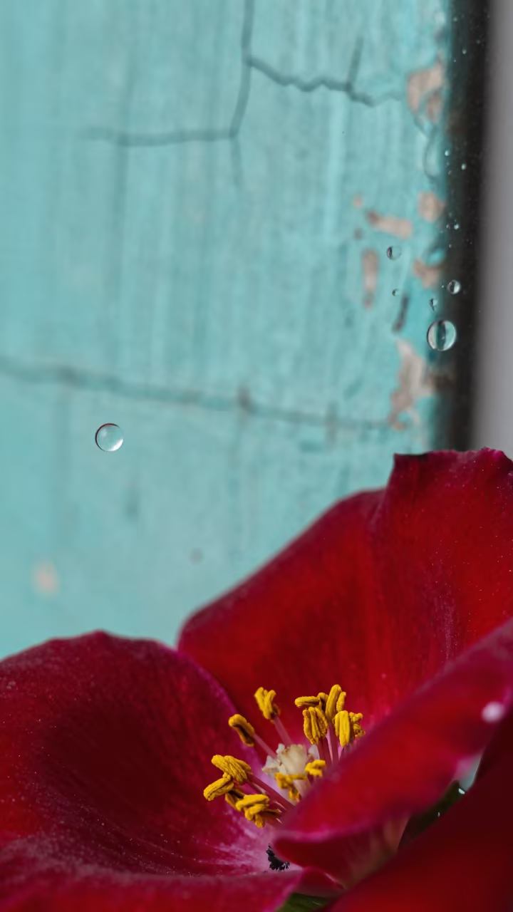 Macro Pollen on Velvet Petals Turquoise Paint in against weathered turquoise paint near Manzini