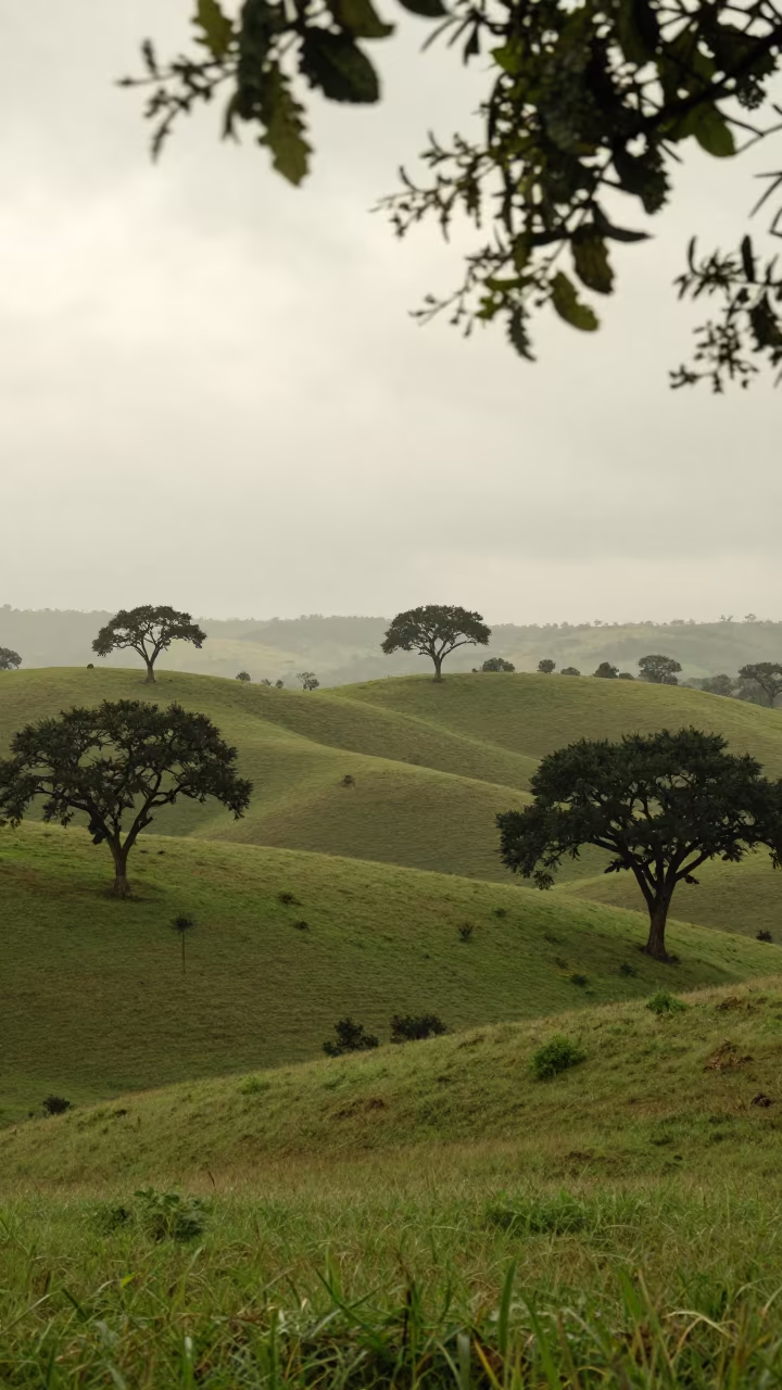 Madagascar Rolling Hills Scattered Oaks Rainy Season in in Madagascar