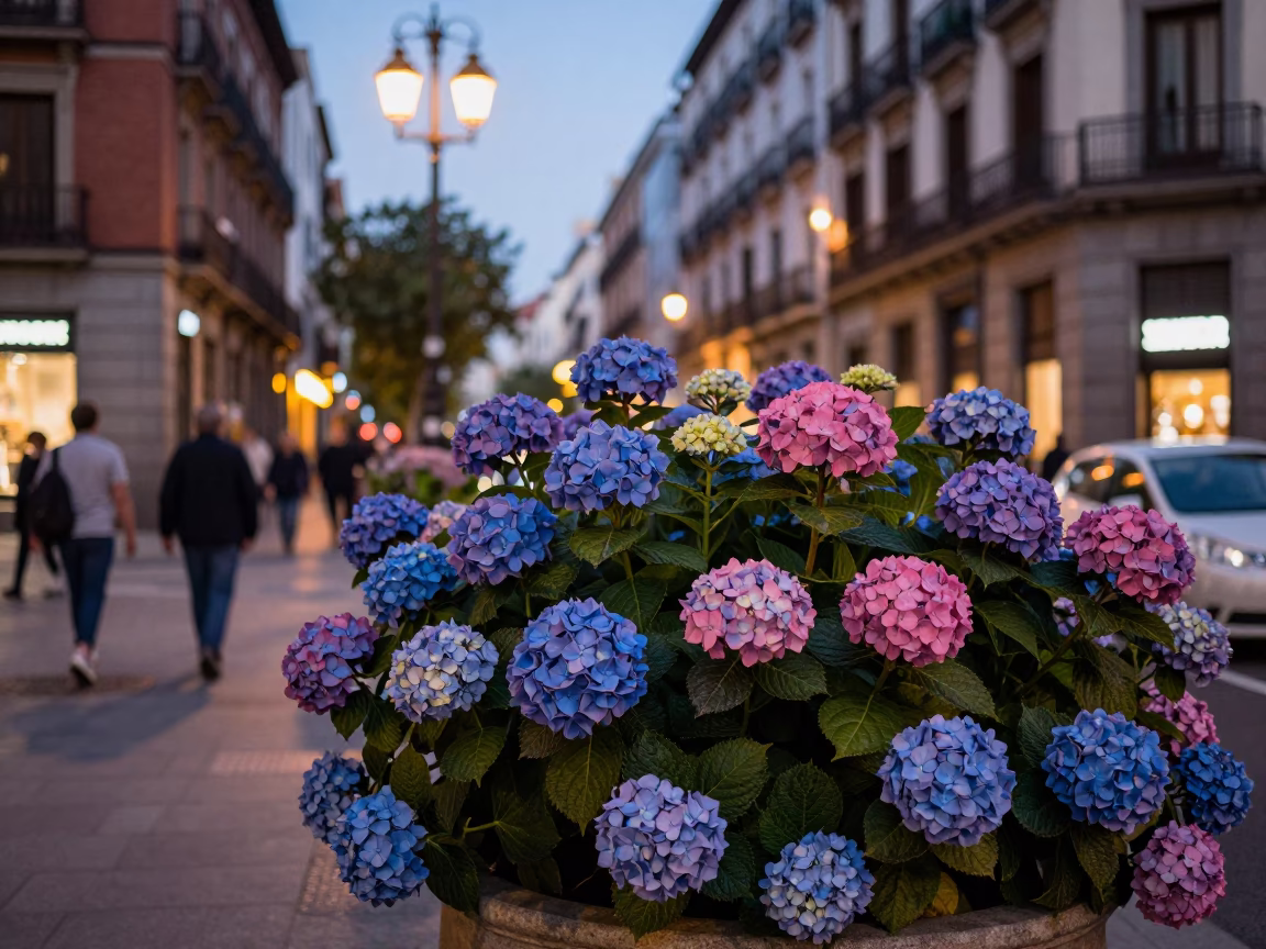 Madrid Evening Street Scene with Hydrangeas and City Lights Glow in in Madrid, Spain
