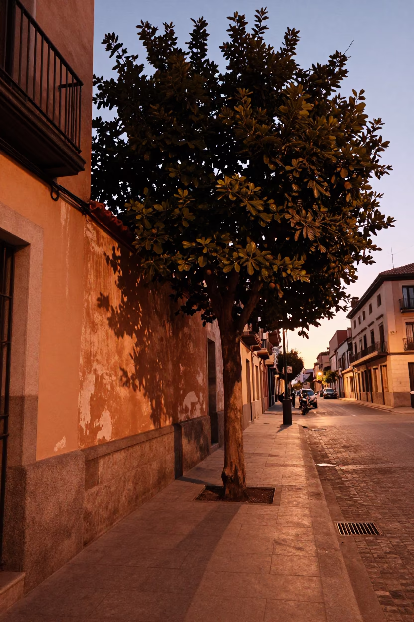 Madrid Spain copper-toned dusk street scene with fig tree and succulents in in Madrid, Spain
