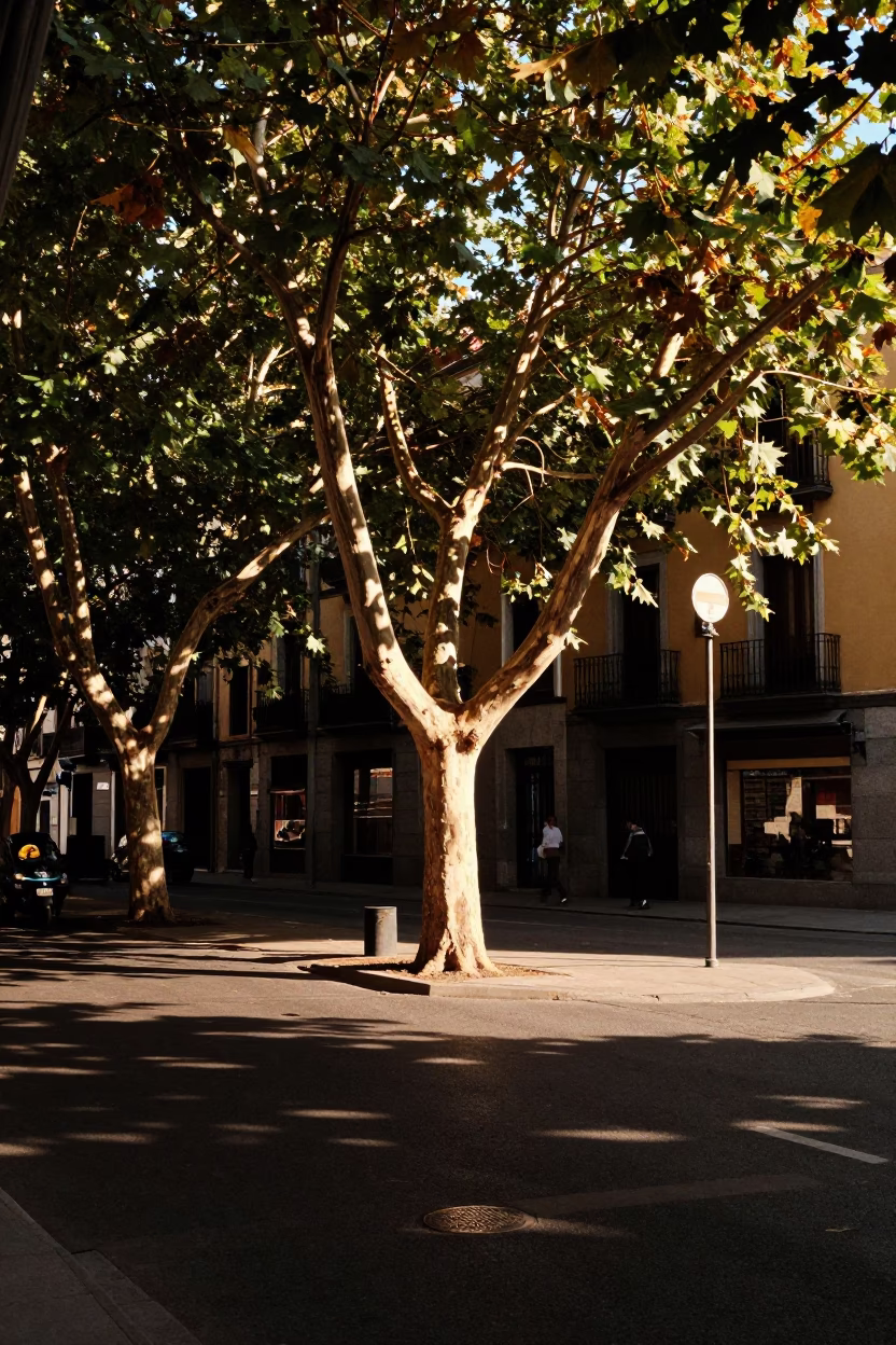 Madrid Spain late afternoon street scene with leaf shadows and vintage details in in Madrid, Spain