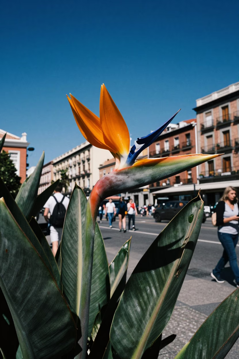 Madrid Spain Midday Street Scene with Bird of Paradise Flower Against Blue Sky in in Madrid, Spain