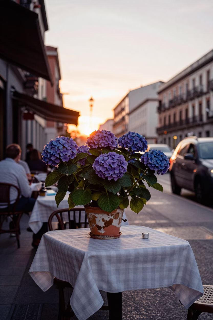 Madrid Sunset Street Scene with Hydrangeas and Local Cafe Tablecloth in in Madrid, Spain