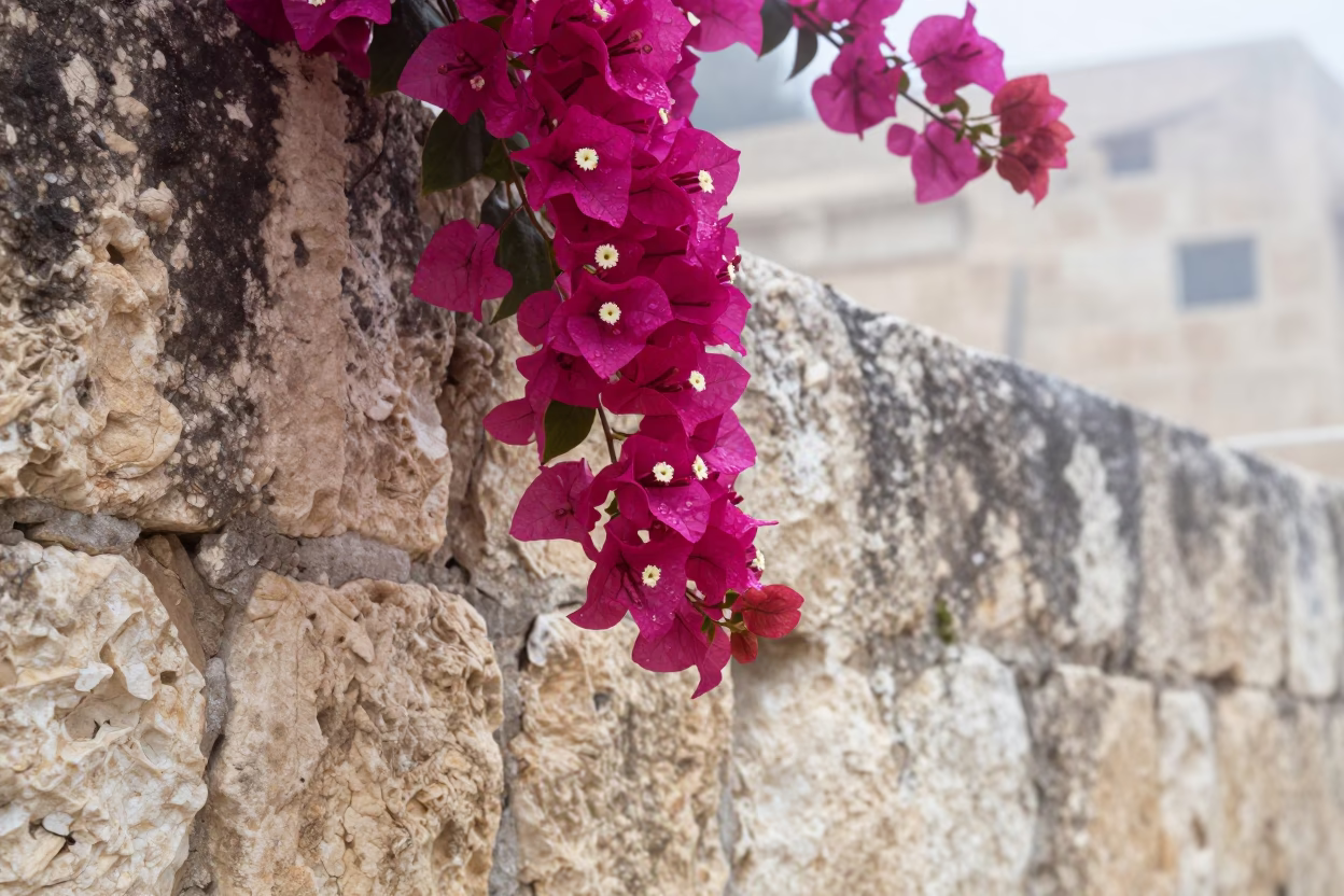 Magenta Bougainvillea Blooms in Amman in in Amman, Jordan