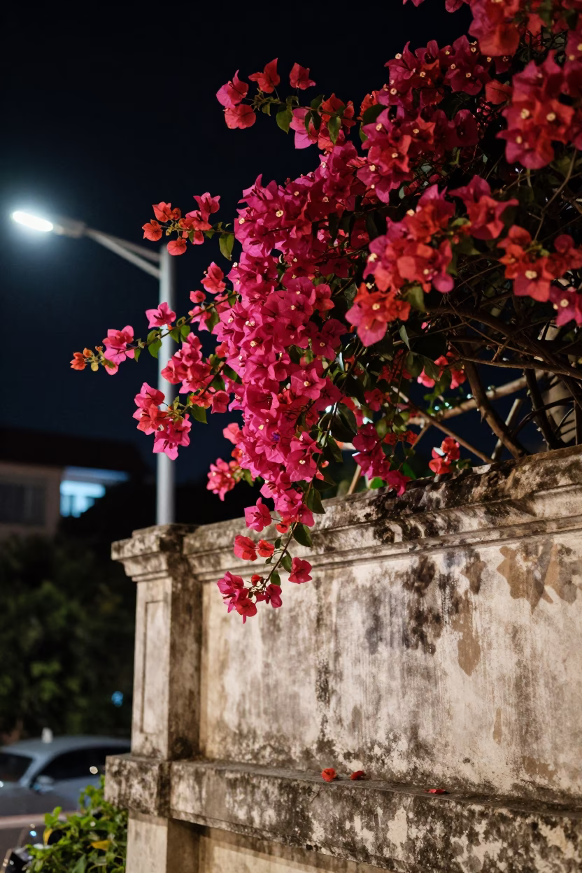 Magenta Bougainvillea Blooms in Chiang Mai in in Chiang Mai, Thailand