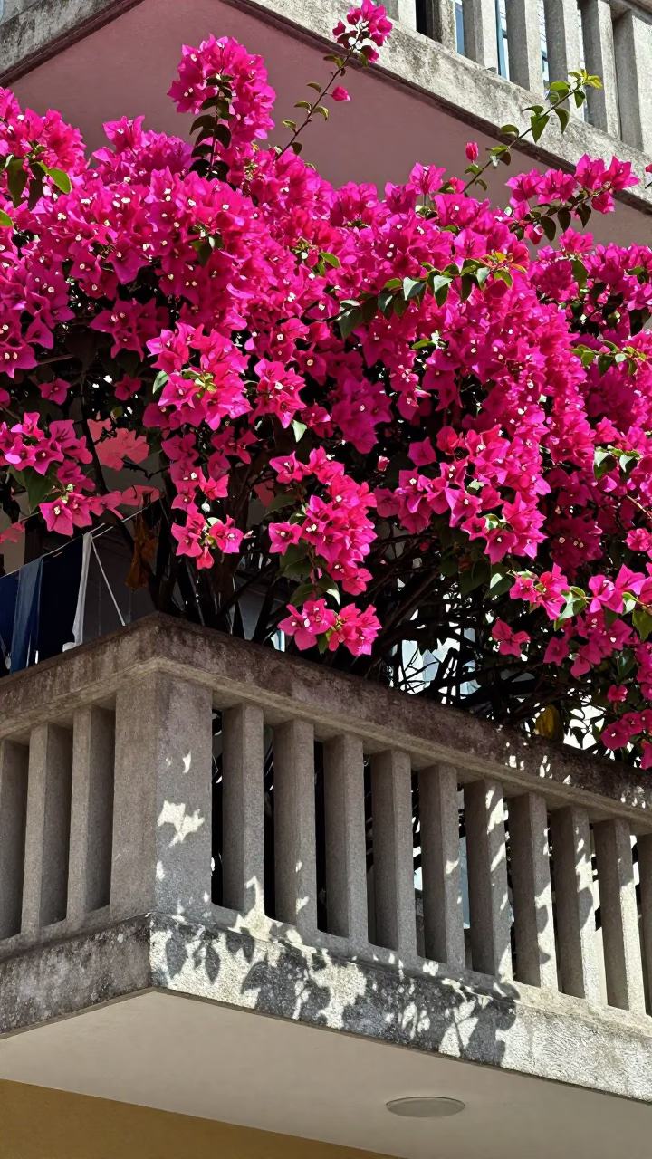 Magenta Bougainvillea Blooms in Medellin in in Medellin, Colombia