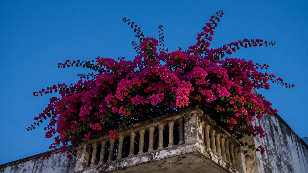 Magenta Bougainvillea Blooms in Mexico City in in Mexico City, Mexico