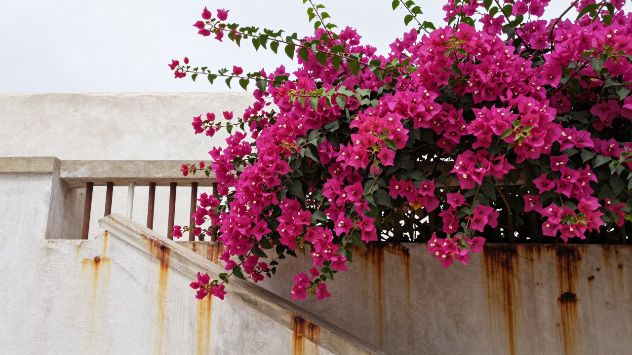Magenta Bougainvillea Blooms in Muscat in in Muscat, Oman