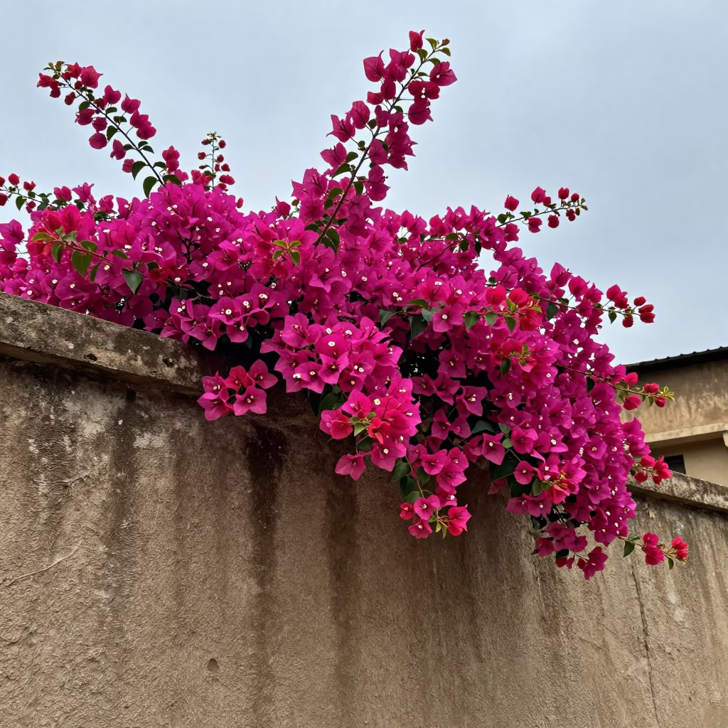 Magenta Bougainvillea Blooms in Nairobi in in Nairobi, Kenya