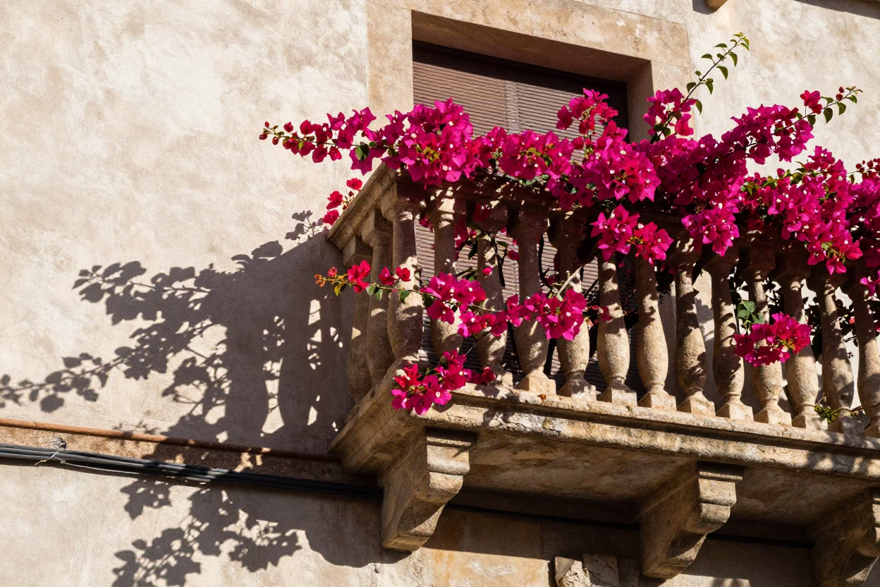 Magenta Bougainvillea in Barcelona in in Barcelona, Spain