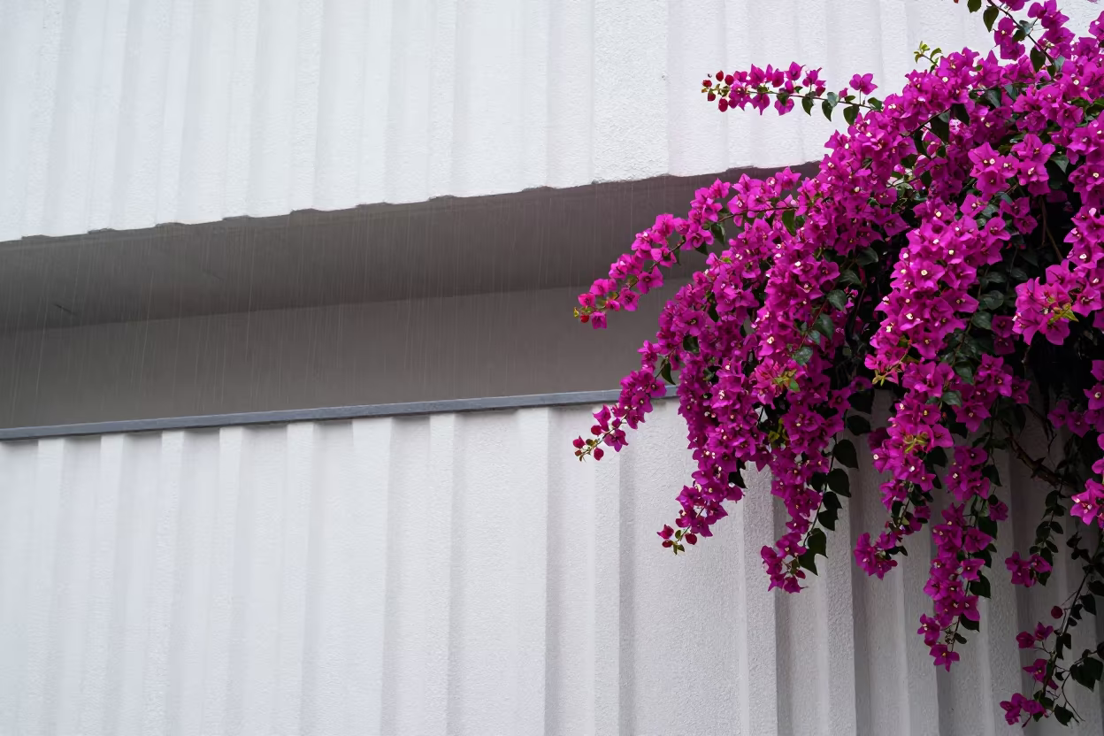 Magenta Bougainvillea Against Stucco Wall in inside a ribbed concrete lobby near Plzeň