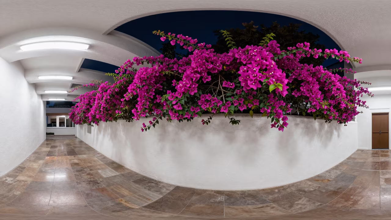 Magenta Bougainvillea Against White Stucco in inside a vaulted atrium in Charleston