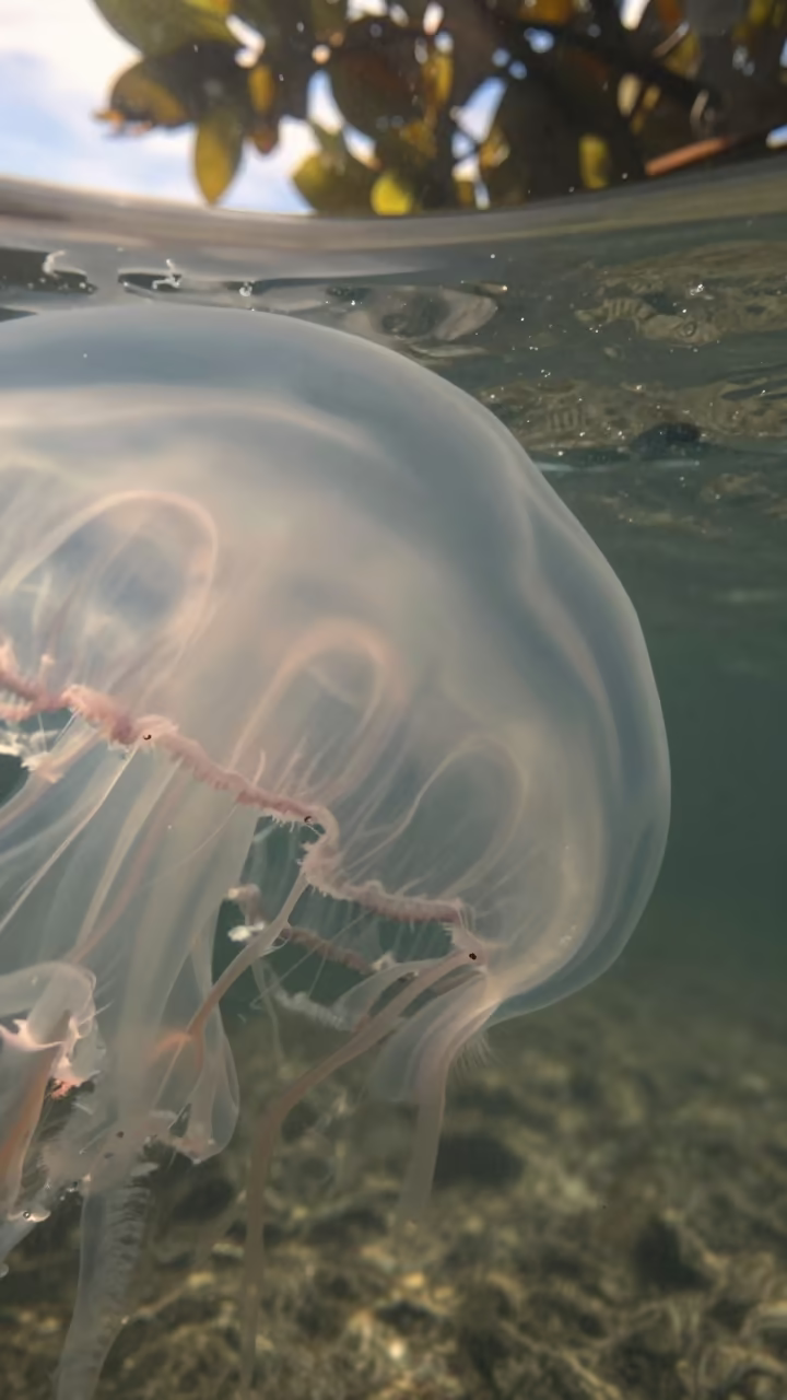 Magnified Jellyfish Bell Edge Cape Town in near Cape Town