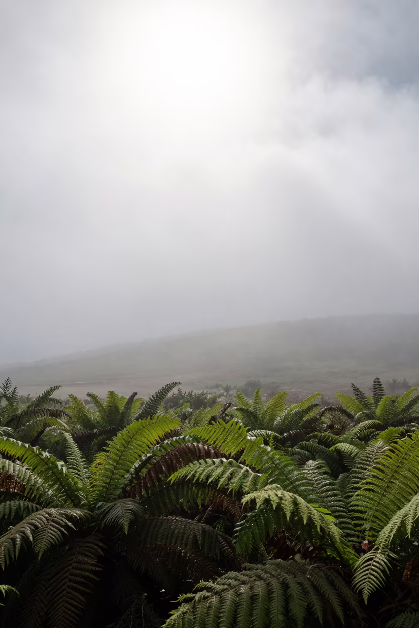 Magnolia Branch Above Fog in Suez Forest in on a fern-lined forest floor near Suez